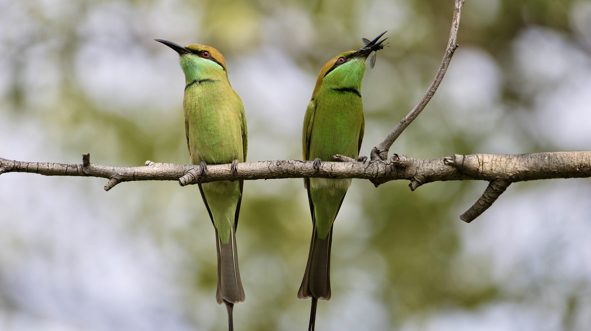 Green Bee-eater